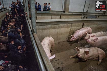 Uwolniono świnię, blokada rzeźni (wideo) [BELGIA]